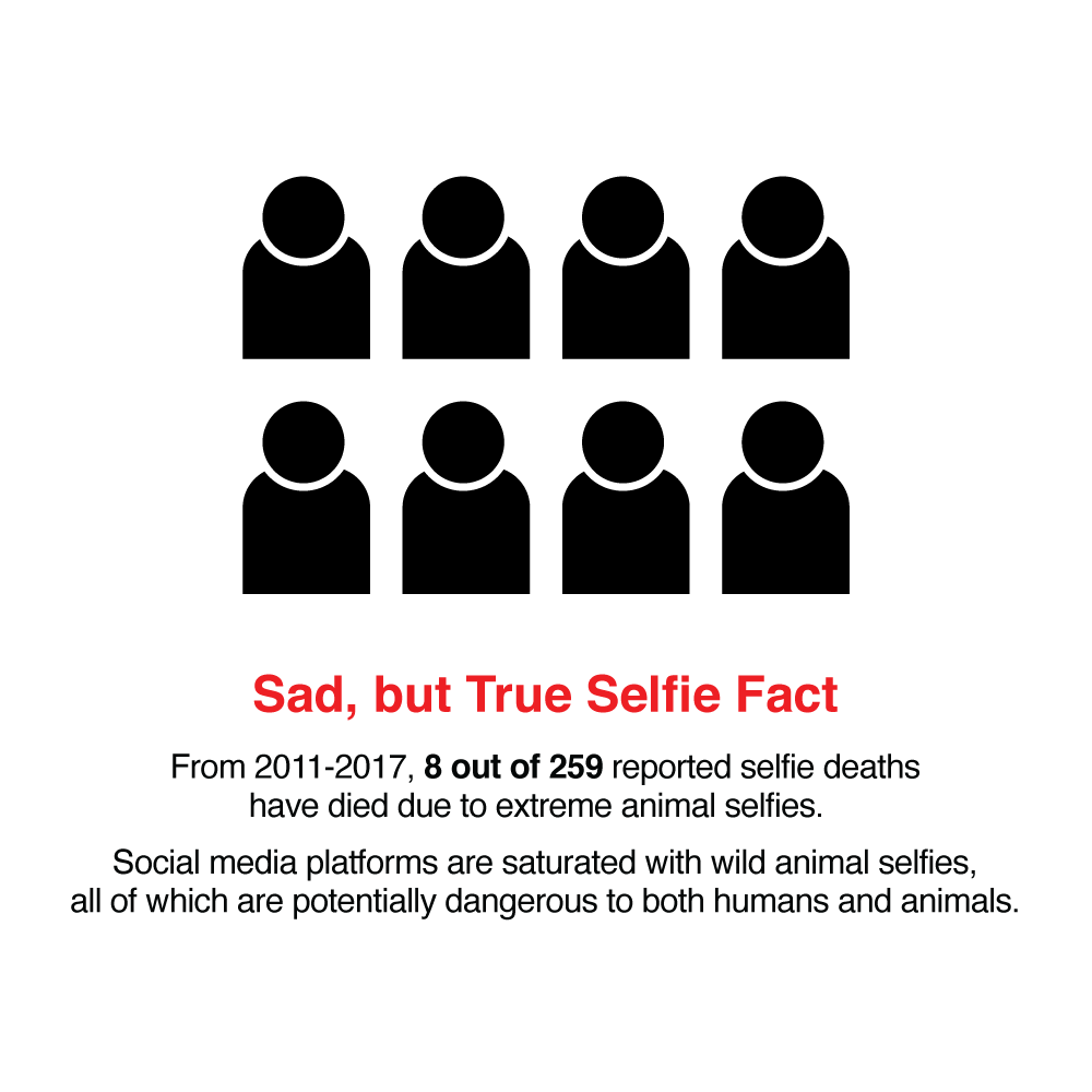 Sad, but true selfie fact: From 2011 to 2017, 8 out of the 259 reported selfie deaths have died due to extreme animal selfies. Social media platforms are saturated with wild animal selfies, all of which are potentially dangerous to both humans and animals.